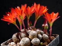 Thumbnail of 1907_Rebutia heliosa condorensis L401_20160504_02(1).JPG